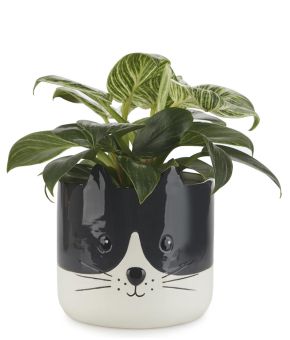 Flower Pot Kitty